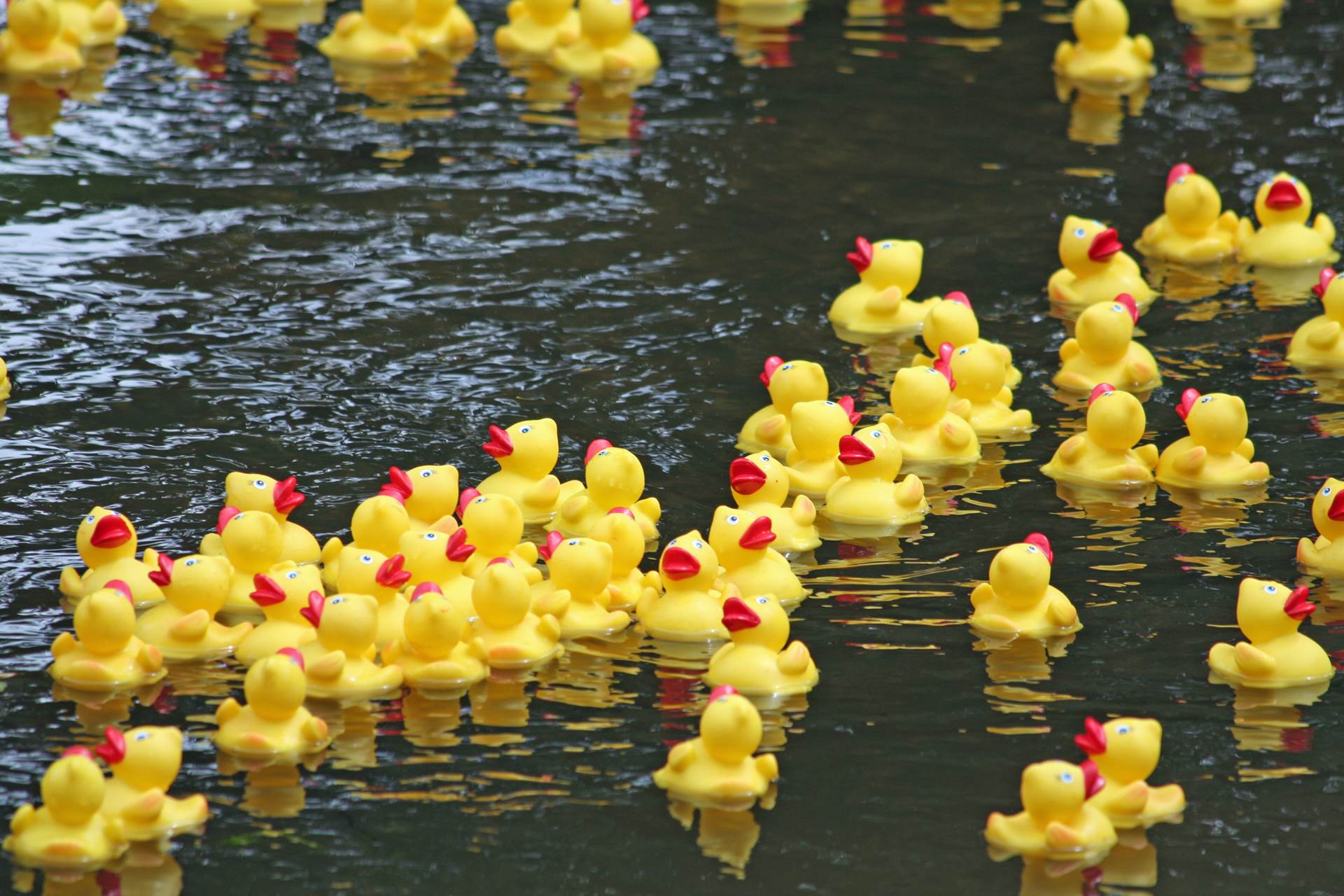 Duck Raffle Grand Norwich Duck Race - Break